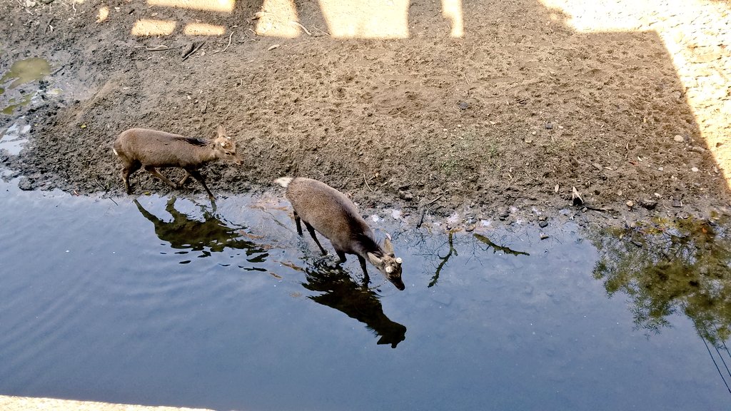deer