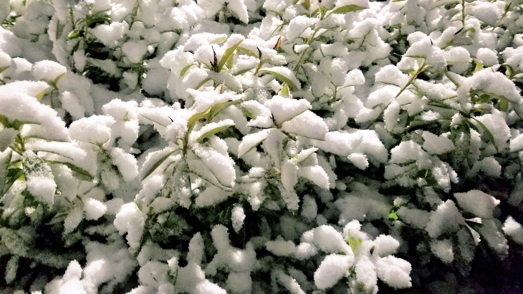 snow