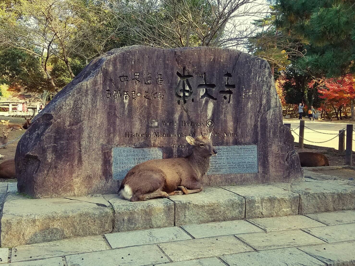 deer